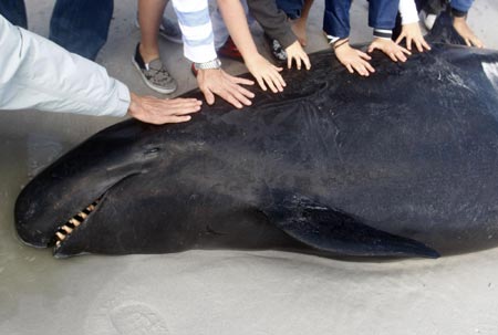 Pilot whales stranded on beach near Cape Town