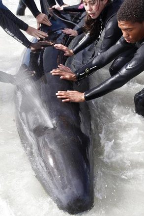 Pilot whales stranded on beach near Cape Town