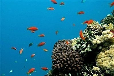 Climate talks must tackle ocean acidification: scientists