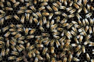 10,000 bees crowd wing of plane at Mass. airport