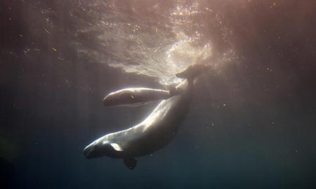 Aurora the Beluga whale gives birth to calf