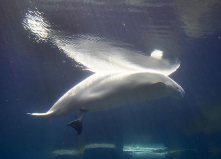 Aurora the Beluga whale gives birth to calf