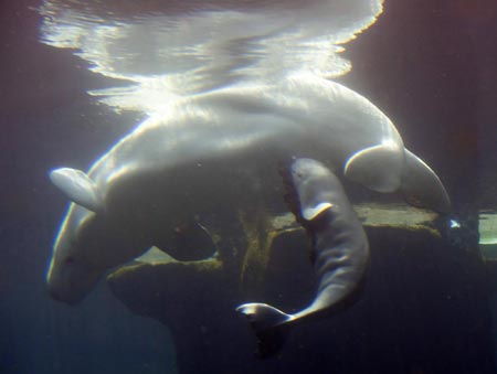 Aurora the Beluga whale gives birth to calf