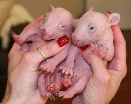 Orphaned wombats find home at wildlife shelter