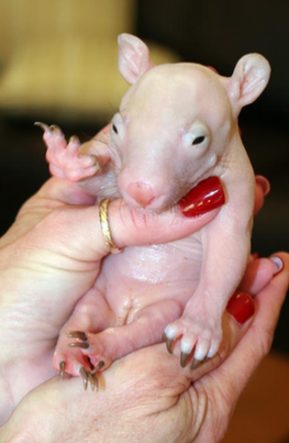 Orphaned wombats find home at wildlife shelter