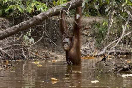 Logging threatens orangutans' habitat in Indonesia