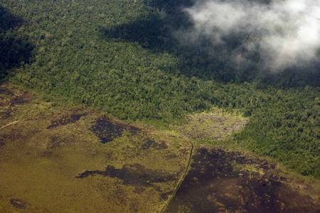 Logging threatens orangutans' habitat in Indonesia