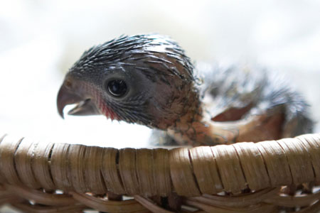 At the Jurong Bird Park in Singapore