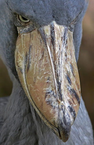 At the Jurong Bird Park in Singapore