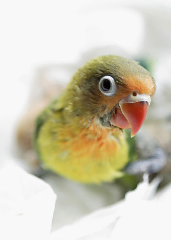 At the Jurong Bird Park in Singapore