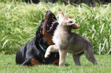 Dog adopts wolf cub