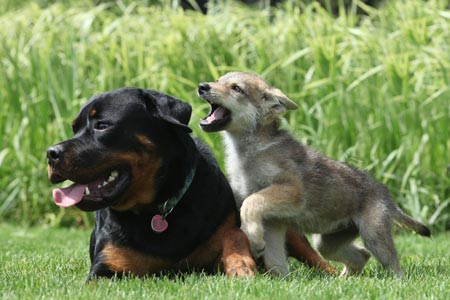 Dog adopts wolf cub