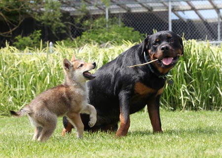 Dog adopts wolf cub