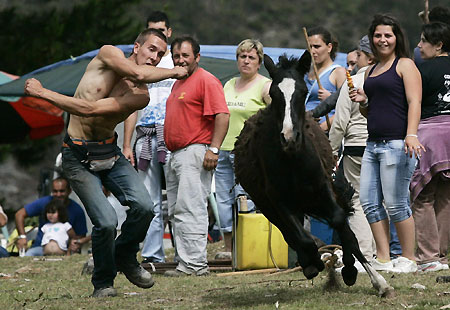 Horse wrestling festival in Spain