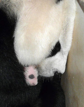 20-day-old panda cub in Thailand