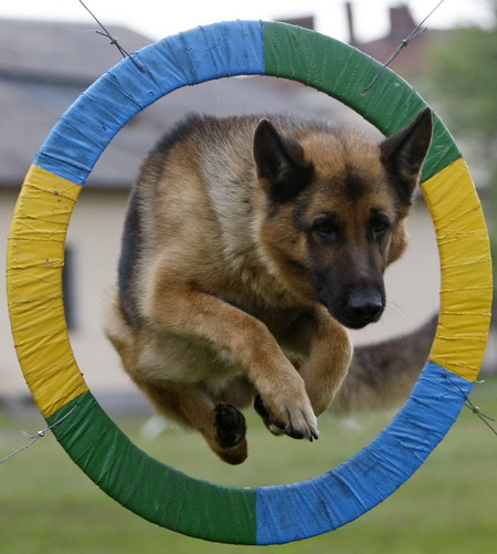 Border guard dog training in Ukrain