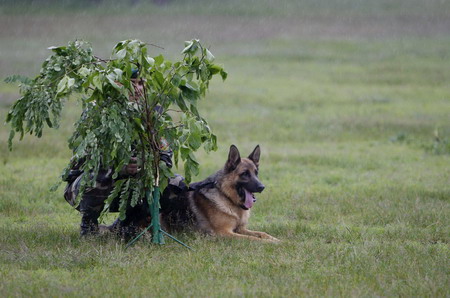 Border guard dog training in Ukrain