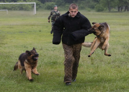 Border guard dog training in Ukrain