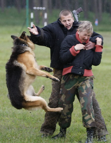 Border guard dog training in Ukrain