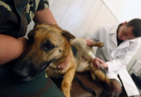 Border guard dog training in Ukrain