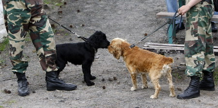 Border guard dog training in Ukrain