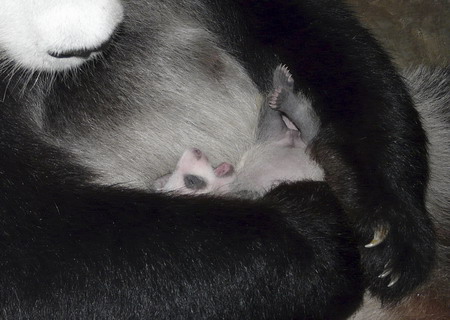 Thailand panda cub, 21-day-old, black-eyed now