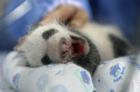 Thailand panda cub, 21-day-old, black-eyed now