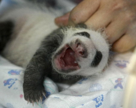 Thailand panda cub, 21-day-old, black-eyed now