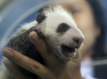 Thailand panda cub, 21-day-old, black-eyed now