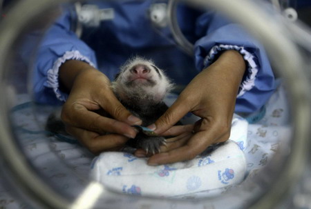 Thailand panda cub, 21-day-old, black-eyed now