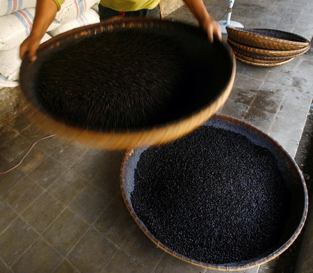 How coffee is produced in Indonesia