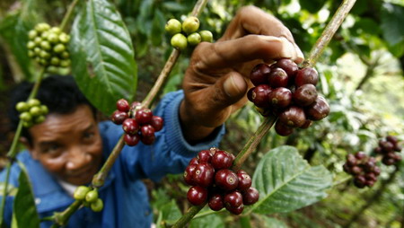 How coffee is produced in Indonesia