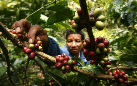 How coffee is produced in Indonesia