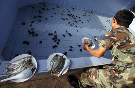 Turtle baby born at a turtle nursery in Khram island