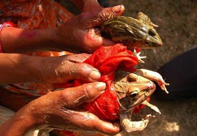 Indian frog 'marriage' to bring on monsoon