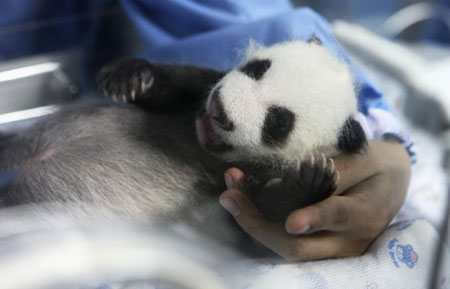 Baby panda born at Chiang Mai Zoo in Bangkok