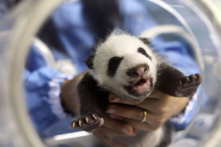 Baby panda born at Chiang Mai Zoo in Bangkok