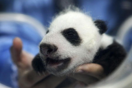 Baby panda born at Chiang Mai Zoo in Bangkok