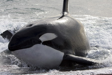 Killer whale narrowly misses out seal for meal