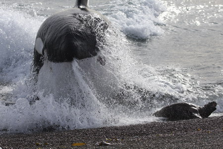 Killer whale narrowly misses out seal for meal