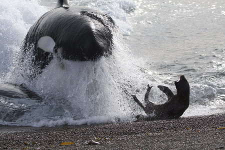 Killer whale narrowly misses out seal for meal