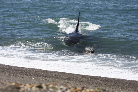 Killer whale narrowly misses out seal for meal