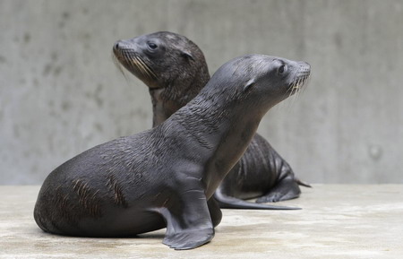 Baby sea lions at Munich zoo