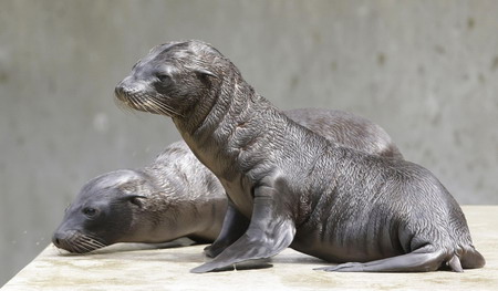 Baby sea lions at Munich zoo