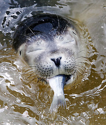 Seal pup eats a herring