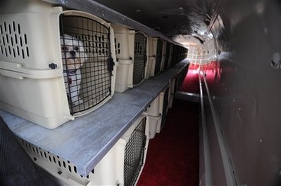 Paws up: All-pet airline hits skies