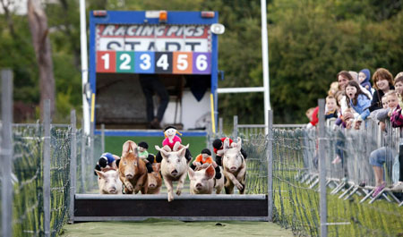 Pigs race at a community fete in Belfast 
