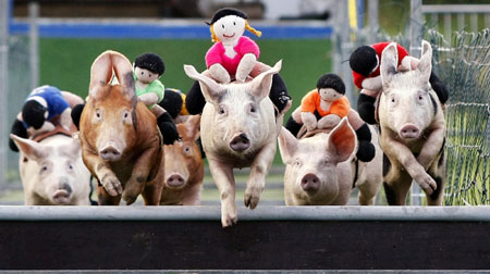 Pigs race at a community fete in Belfast 