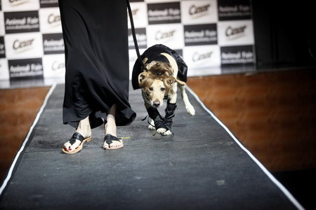 Dog fashion show in NY