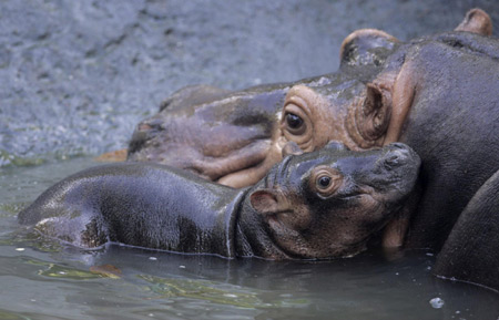 Baby hippopotamus swims with mum